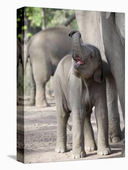 Baby Indian Elephant, Will be Trained to Carry Tourists, Bandhavgarh National Park, India-Tony Heald-Premier Image Canvas