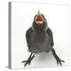 Baby Jackdaw (Corvus Monedula) Gaping to Be Fed-Mark Taylor-Premier Image Canvas