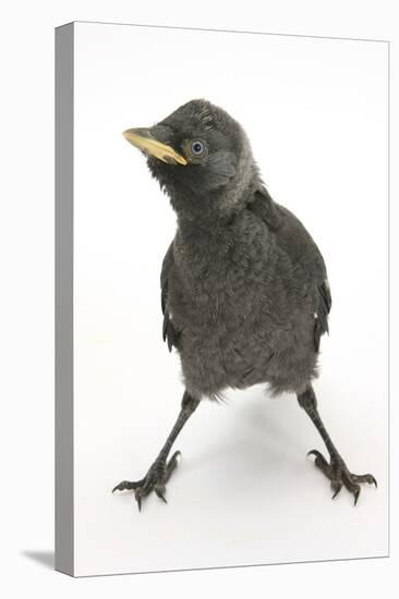 Baby Jackdaw (Corvus Monedula) with Feet Wide Apart-Mark Taylor-Premier Image Canvas