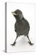 Baby Jackdaw (Corvus Monedula) with Feet Wide Apart-Mark Taylor-Premier Image Canvas