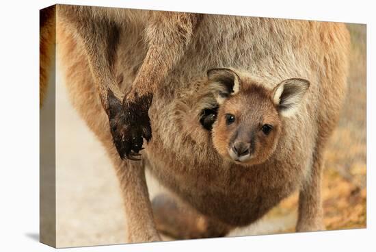 Baby Kangaroo-Joey-in Pouch-null-Stretched Canvas