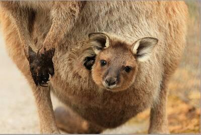 kangaroo with joey in pouch