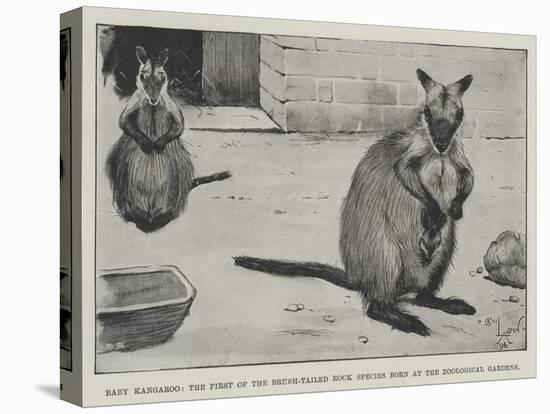 Baby Kangaroo, the First of the Brush-Tailed Rock Species Born at the Zoological Gardens-Cecil Aldin-Premier Image Canvas