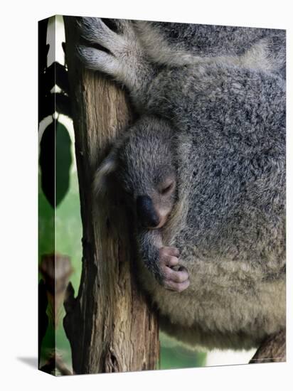 Baby Koala Bear (Phascolarctos Cinereus) in Pouch, Brisbane, Queensland, Australia, Pacific-James Hager-Premier Image Canvas