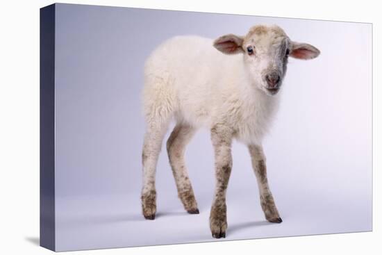 Baby Lamb-DLILLC-Premier Image Canvas