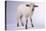 Baby Lamb-DLILLC-Premier Image Canvas