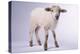 Baby Lamb-DLILLC-Premier Image Canvas