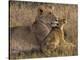 Baby Lion With Mother-Henry Jager-Stretched Canvas