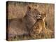 Baby Lion with Mother-Henry Jager-Premier Image Canvas