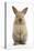 Baby Lionhead Cross Lop Rabbit, Standing-Mark Taylor-Premier Image Canvas