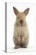 Baby Lionhead Cross Lop Rabbit, Standing-Mark Taylor-Premier Image Canvas