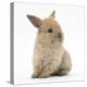 Baby Lionhead Lop Cross Rabbit-Mark Taylor-Premier Image Canvas