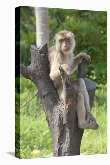 Baby Macaque Monkey, Coconut Plantation, Ko Samui, Thailand-Cindy Miller Hopkins-Premier Image Canvas