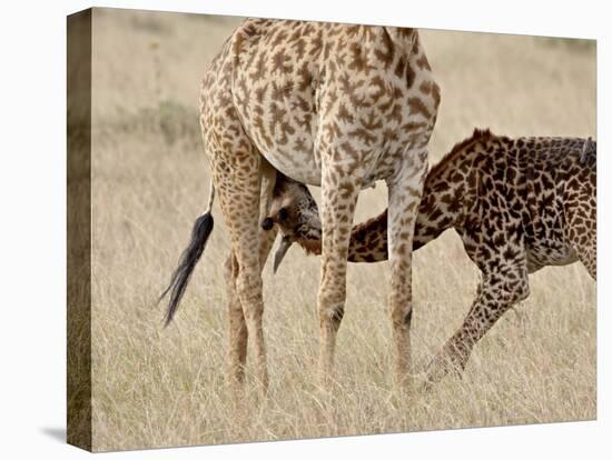 Baby Masai Giraffe Nursing, Masai Mara National Reserve-James Hager-Premier Image Canvas