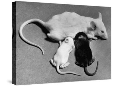 Baby Mice Suckling Off Their Mother Photographic Print Art Com