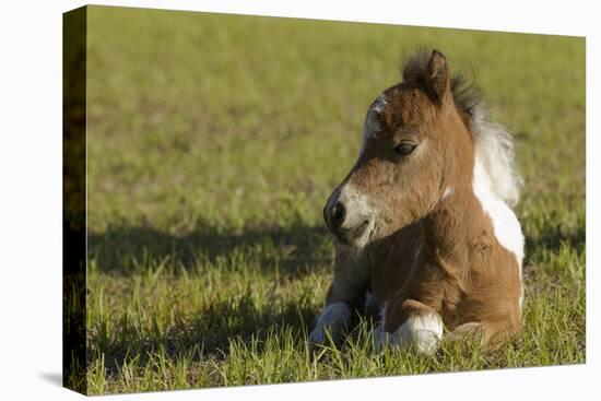 Baby Miniature horse paint colt-Maresa Pryor-Premier Image Canvas