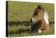 Baby Miniature horse paint colt-Maresa Pryor-Premier Image Canvas