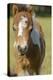 Baby Miniature horse paint colt-Maresa Pryor-Premier Image Canvas