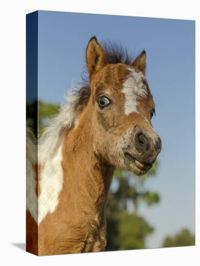 Baby Miniature horse paint colt-Maresa Pryor-Premier Image Canvas