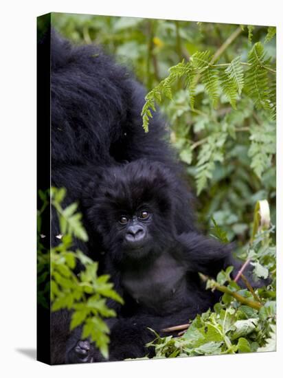 Baby Mountain Gorilla Eating Leaves, Rwanda, Africa-Milse Thorsten-Premier Image Canvas