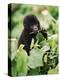 Baby Mountain Gorilla Feeding-Joe McDonald-Premier Image Canvas