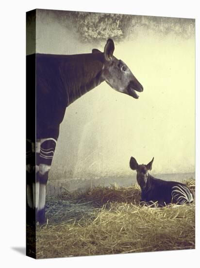 Baby Okapi Sitting on Mat of Straw as Its Mother Looks on at Parc Zooligique of Vincennes-Loomis Dean-Premier Image Canvas