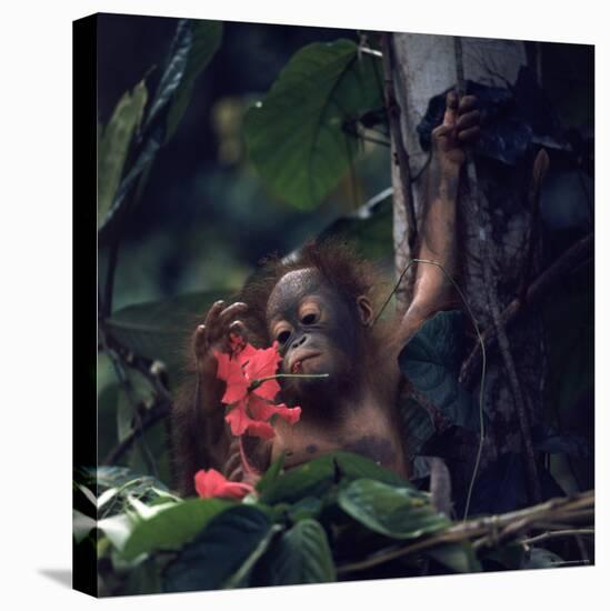 Baby Orangutan in the Jungles of North Borneo-Co Rentmeester-Premier Image Canvas