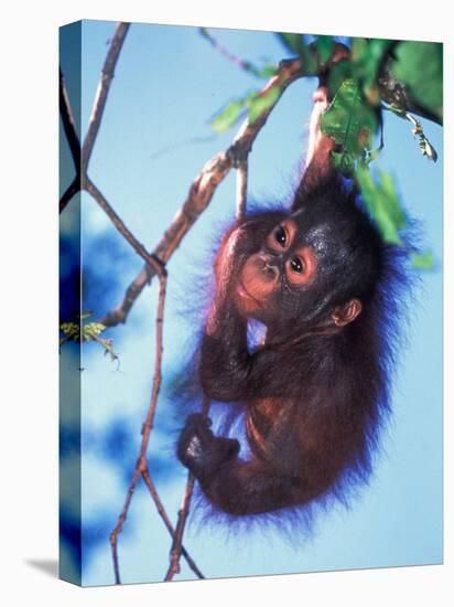 Baby Orangutan, Tanjung Putting National Park, Indonesia-Keren Su-Premier Image Canvas