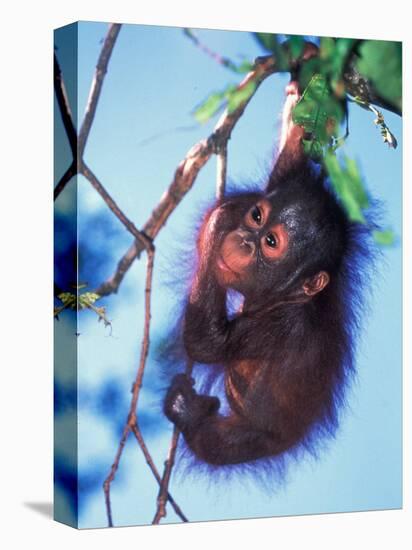 Baby Orangutan, Tanjung Putting National Park, Indonesia-Keren Su-Premier Image Canvas