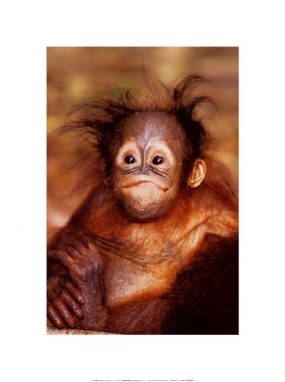 Baby Orangutan-Steve Bloom-Stretched Canvas