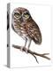 Baby Owl Painting-Avel Krieg-Stretched Canvas