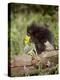 Baby Porcupine in Captivity, Animals of Montana, Bozeman, Montana, USA-James Hager-Premier Image Canvas