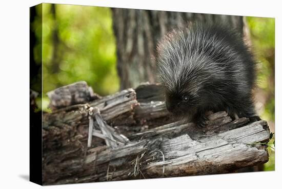 Baby Porcupine on a Tree Stump-null-Stretched Canvas