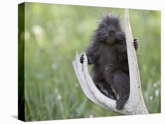 Baby Porcupine Sitting on a Weathered Elk Antler, in Captivity, Bozeman, Montana, USA-James Hager-Premier Image Canvas