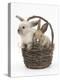Baby Rabbits in a Wicker Basket-Mark Taylor-Premier Image Canvas