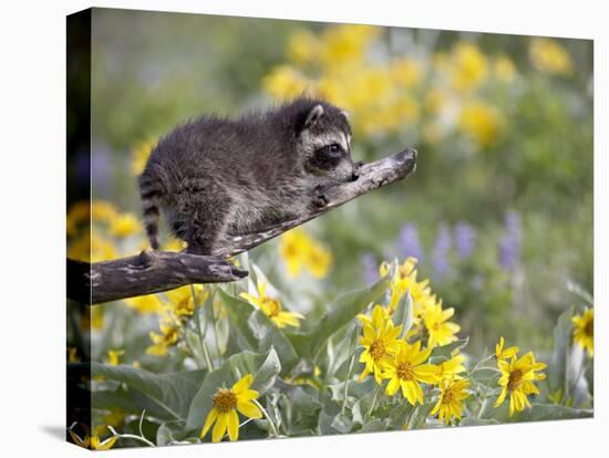 Baby Raccoon in Captivity, Animals of Montana, Bozeman, Montana, USA-James Hager-Premier Image Canvas