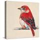 Baby Red Bird II-Patricia Pinto-Stretched Canvas