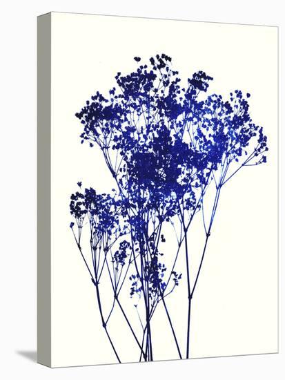 Baby's Breath-Garima Dhawan-Stretched Canvas