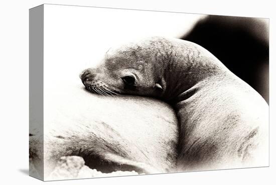 Baby Sea Lion-Steve Munch-Stretched Canvas