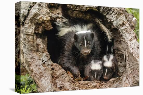 Baby Skunks and adult female mother, Mephitidae, Minnesota-Adam Jones-Premier Image Canvas