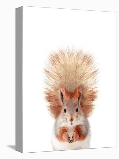Baby Squirrel-Sisi and Seb-Stretched Canvas