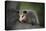 Baby Virginia Opossum on Branch-DLILLC-Premier Image Canvas