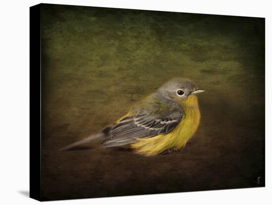 Baby Warbler-Jai Johnson-Premier Image Canvas