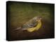 Baby Warbler-Jai Johnson-Premier Image Canvas