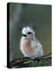 Baby White Tern on Branch, Midway Atoll National Wildlife Refuge, Hawaii, USA-Darrell Gulin-Premier Image Canvas