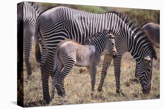 Baby Zebra and Mother-DLILLC-Premier Image Canvas