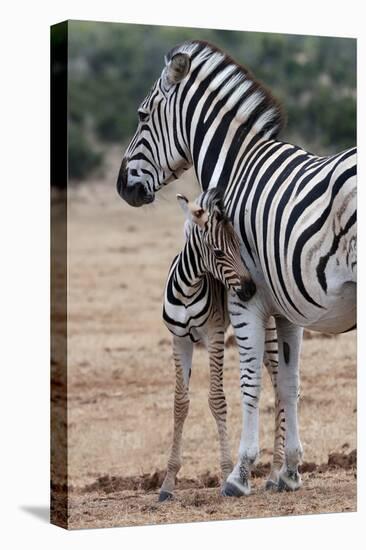 Baby Zebra and Mother-Four Oaks-Premier Image Canvas