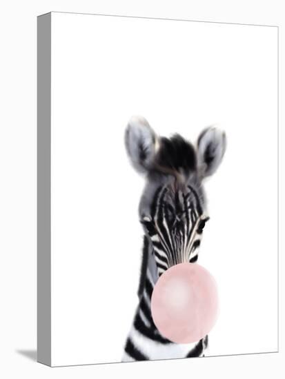 Baby Zebra Bubble Gum-Leah Straatsma-Stretched Canvas