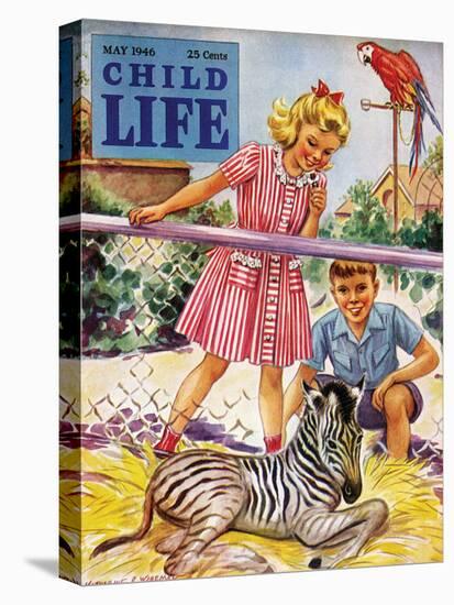 Baby Zebra - Child Life, May 1946-Katherine Wireman-Premier Image Canvas