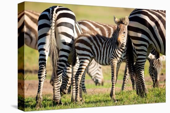 Baby zebra, Masai Mara, Kenya, East Africa, Africa-Karen Deakin-Premier Image Canvas